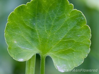 Kidneyleaf Buttercup